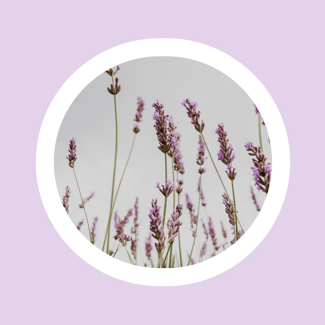Aceite esencial de lavanda natural