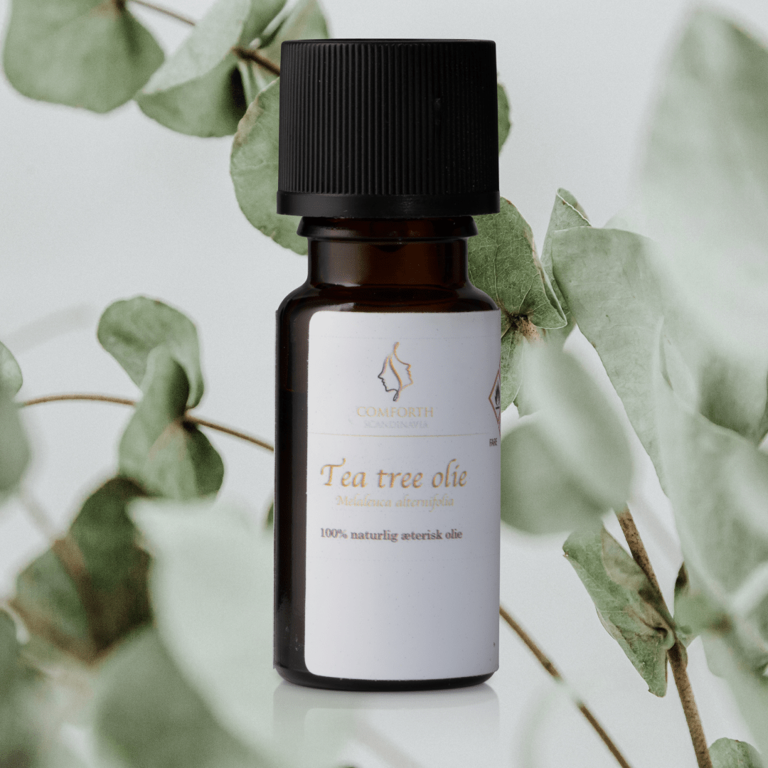 Aceite esencial natural del árbol del té