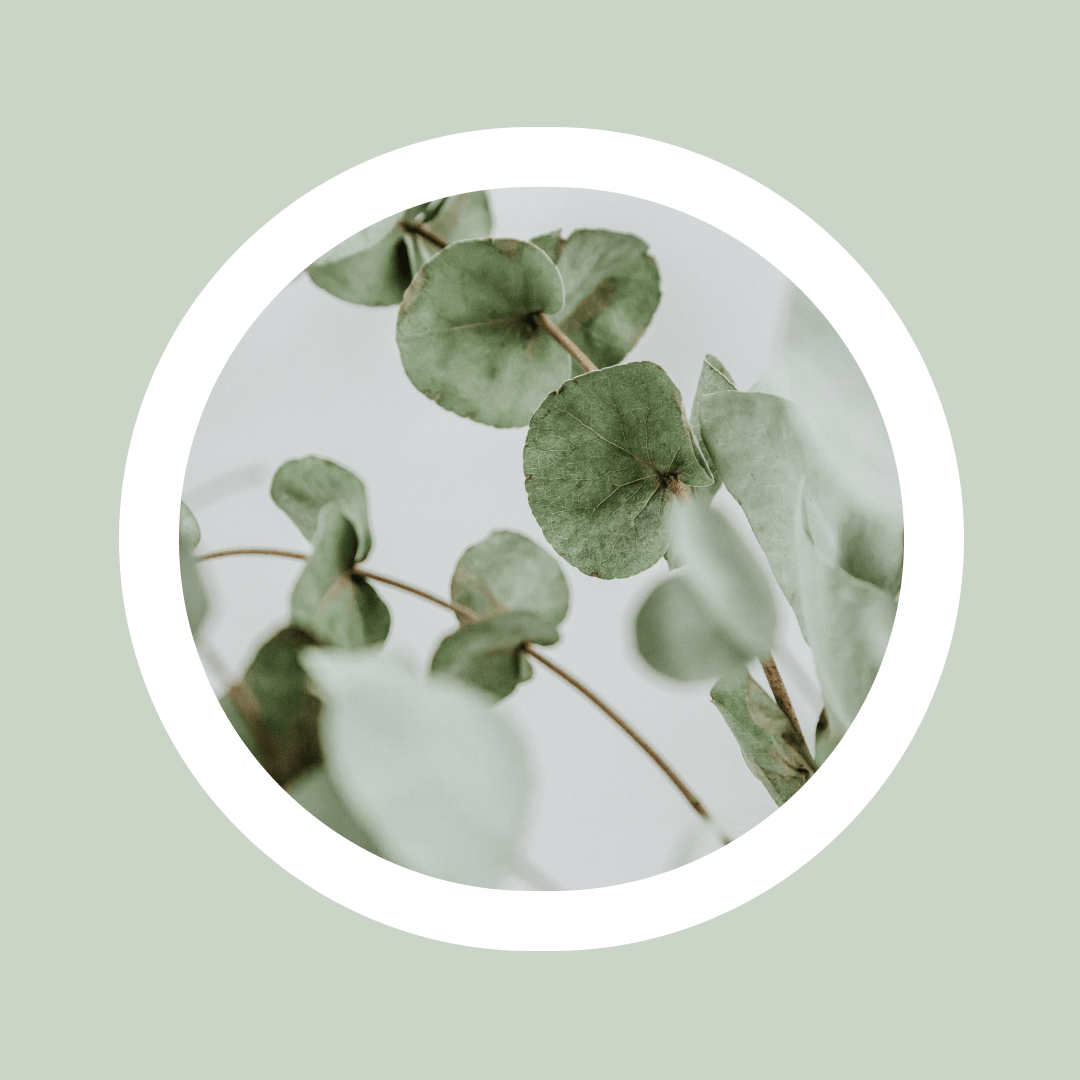 Aceite esencial natural del árbol del té